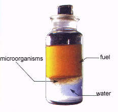 DieselBug-Bottle-sample.jpg